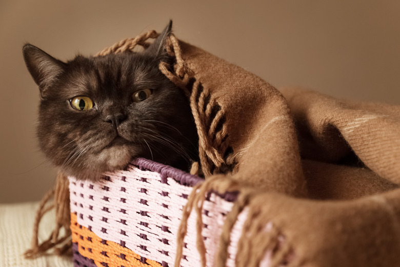 Cute black cat peeking out from wicker box covered with warm blanket