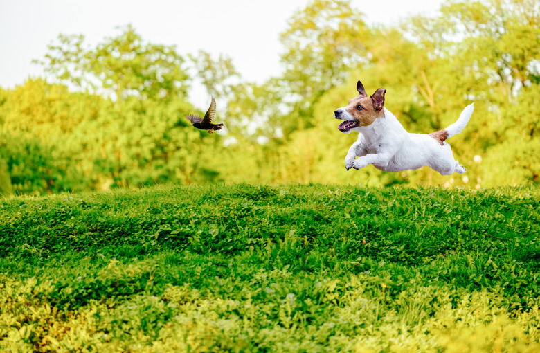 small dog playing off leash dog chasing bird in park