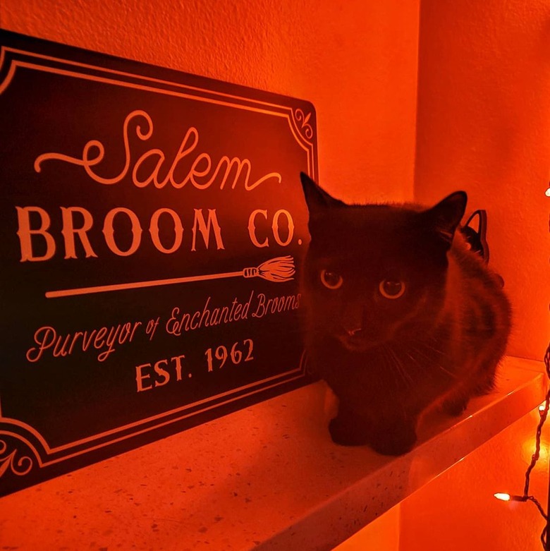 black cat with broom store sign