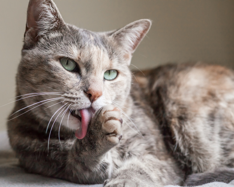 Ginger and Grey Tabby Cat Grooming Herself