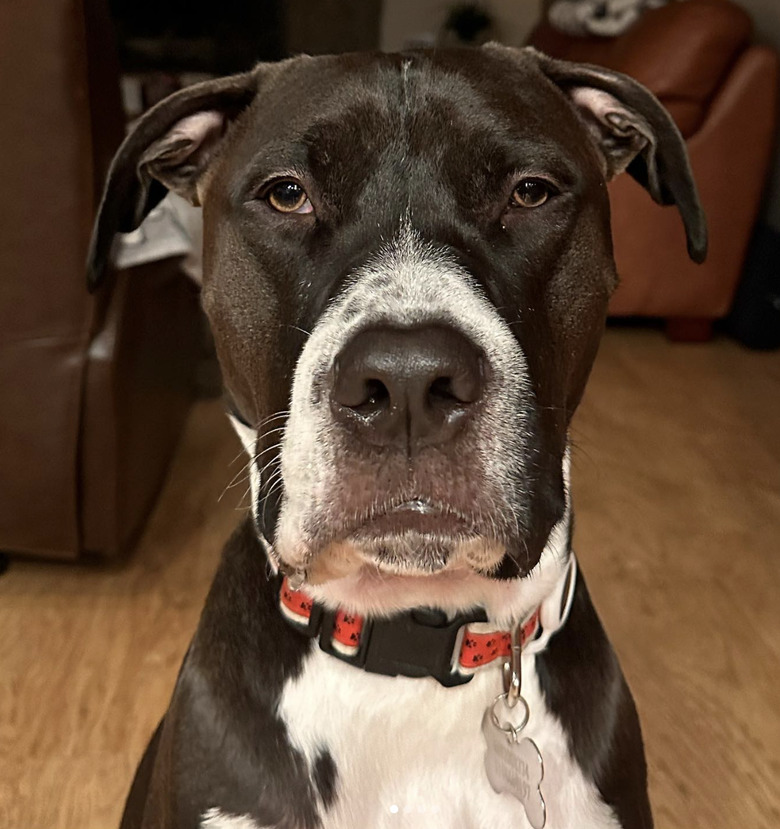 Pitbull mix looking into the camera and unamused.