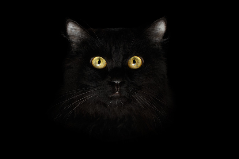 Closeup of a Black Cat