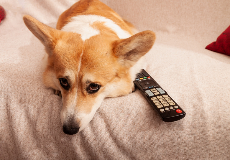 Solemn Pembroke Welsh corgi on the couch with a TV remote control.