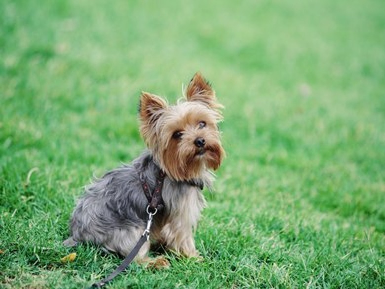 Cute dog sitting in grass