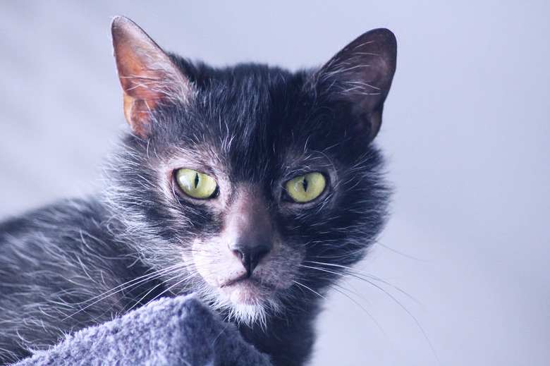 Gray lykoi male cat with yellow eyes.