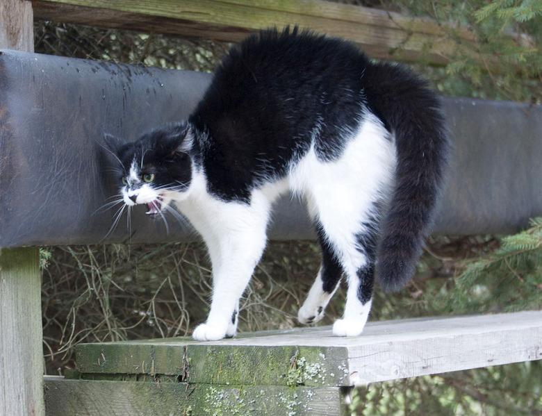 black and white cat with arched back