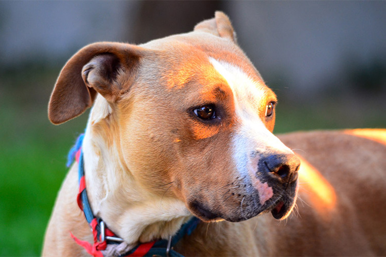 A brown dog