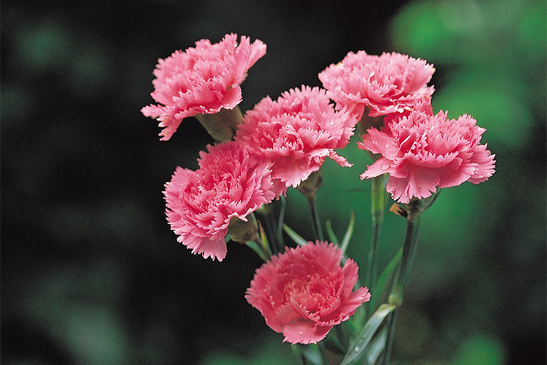 Pink carnations