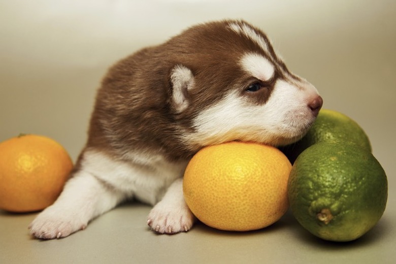 Can dogs eat citrus fruit best sale