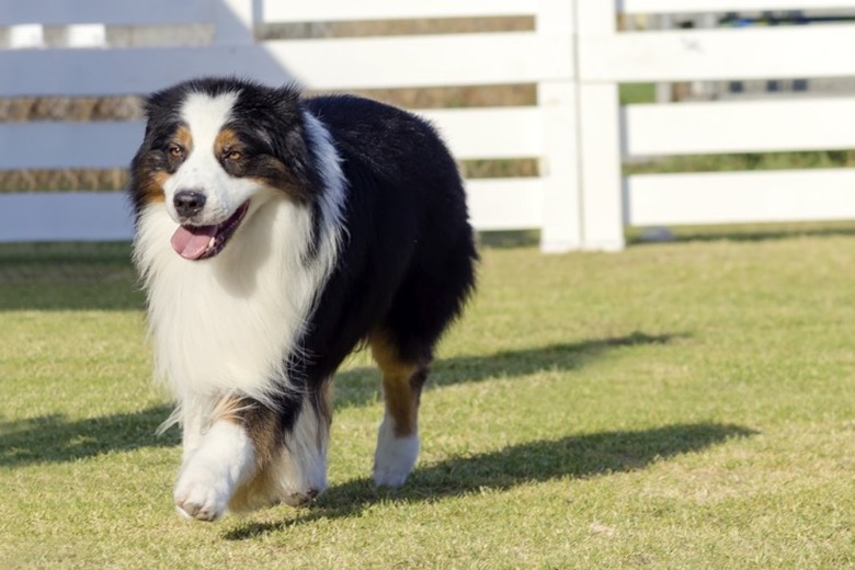 Miniature long haired australian shepherd hotsell