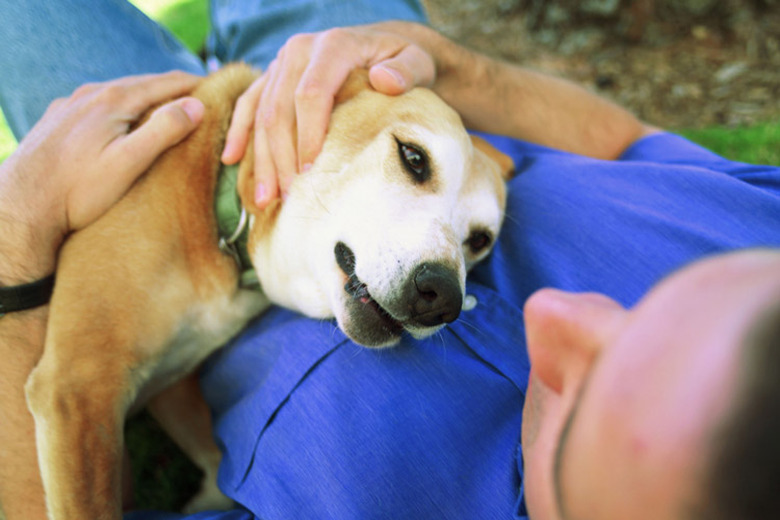 Close up of a brown dog on the chest of a man wearing a blue shirt outside