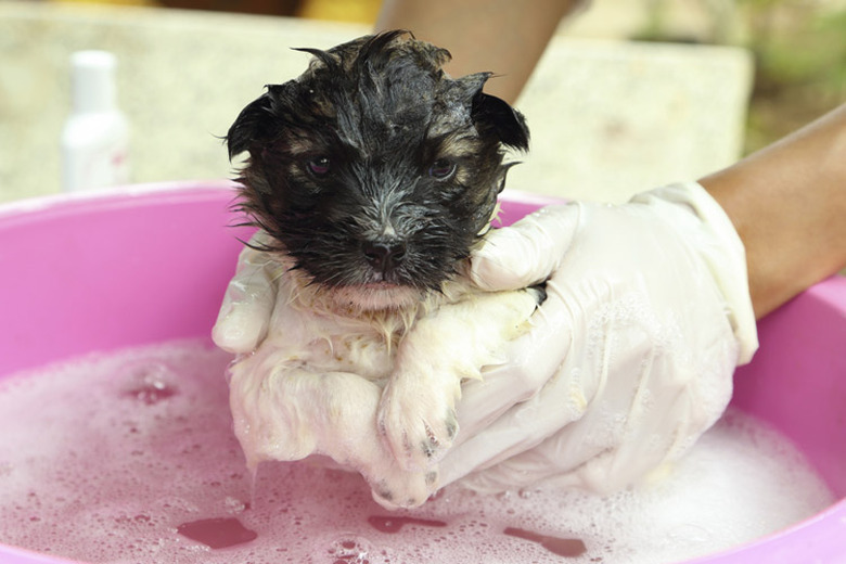 Washing a small puppy