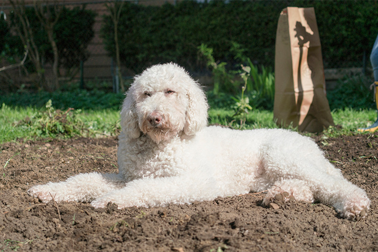 Close up of a white dog outside