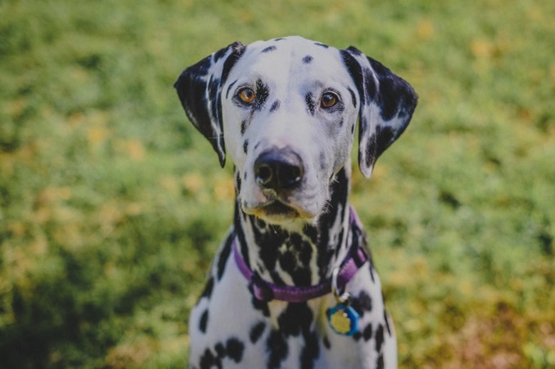 Portrait of a sitting Dalmatian dog on green grass.