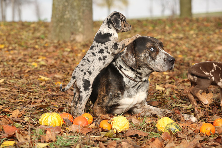 One large brown catahoula dog sitting in leaves with a similar puppy leaning on him.