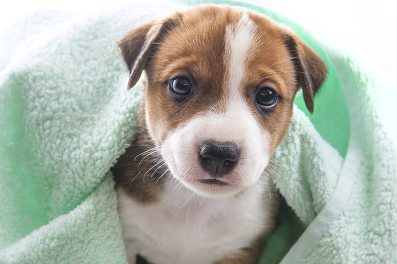 cute puppy in fluffy green towel