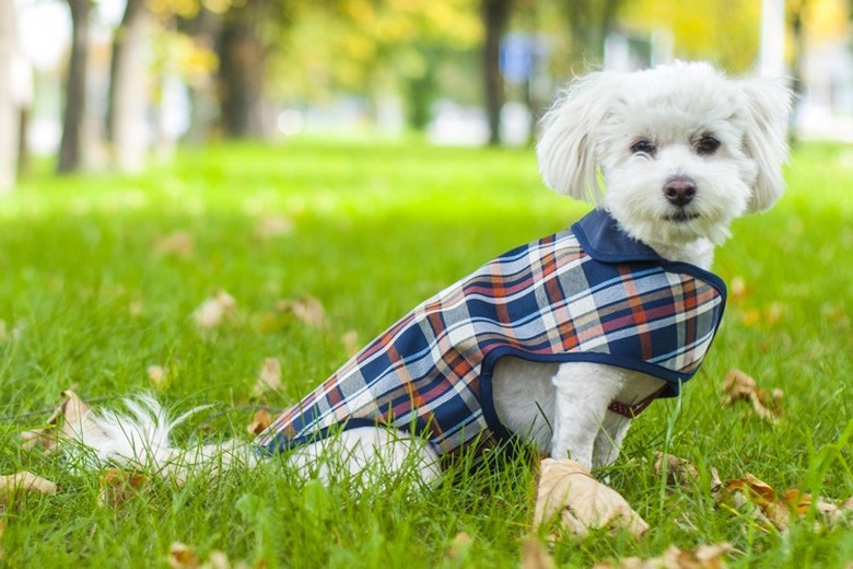 Small white dog wearing plaid vest in grass