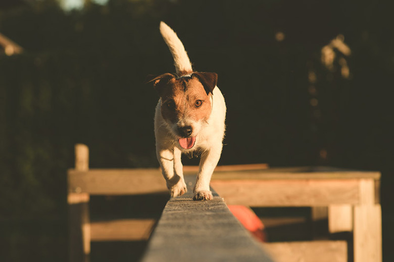 Dog walking along fence railing