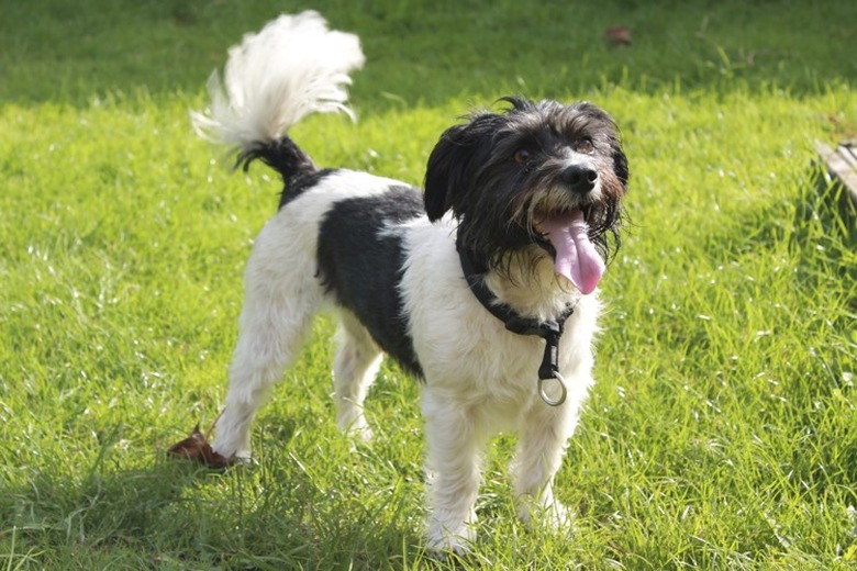 cute small dog wagging tail in grass