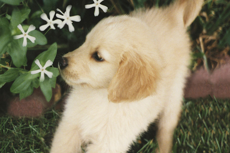 White puppy smelling flowers