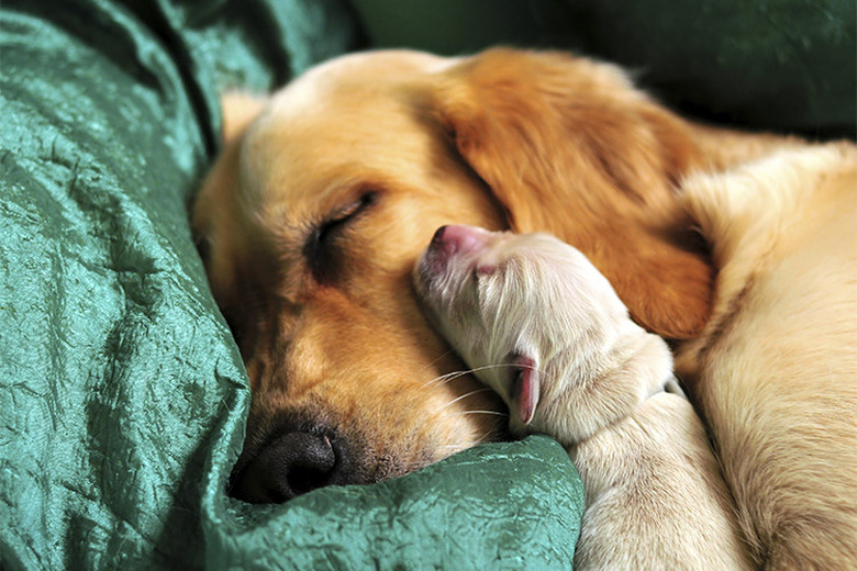 Mother and newborn puppy sleeping