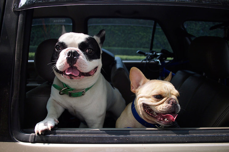 Two dogs looking out the window of a car