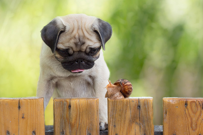 Pug looking at a snail on a fence outside