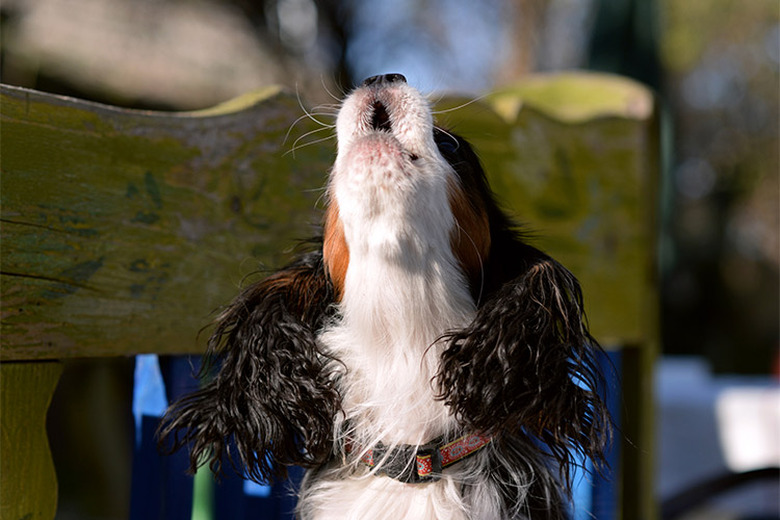 A howling dog in a home