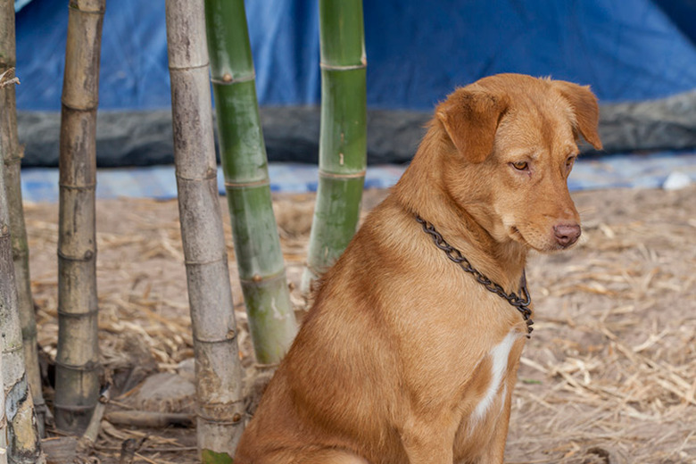 A brown dog standing next to a stand of bamboo