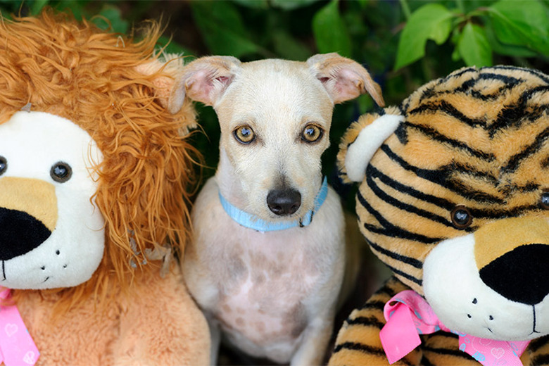 A dog sitting between two stuffed animals.