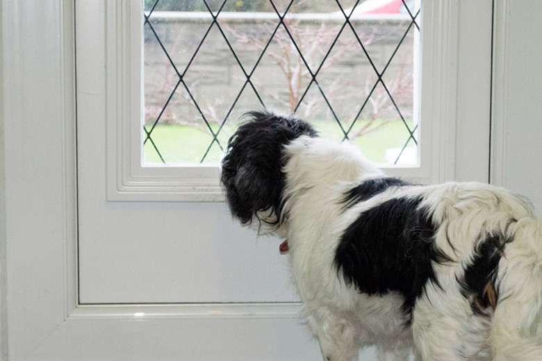 White and black dog looking out door window.