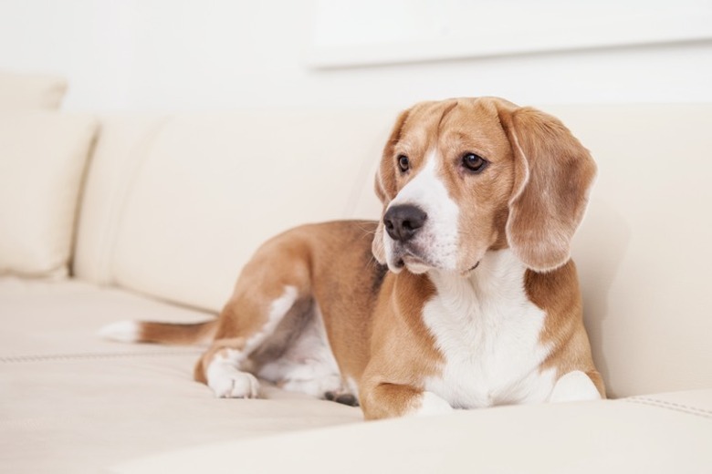 How to stop dog from pulling up carpet best sale