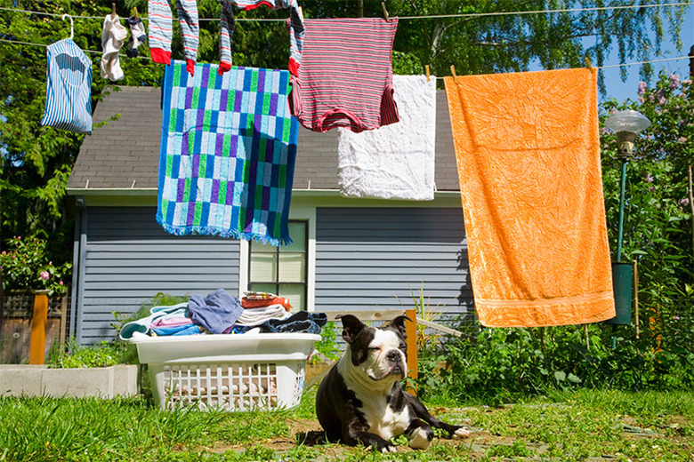 Stop A Dog From Pulling Clothes Off The Line Cuteness