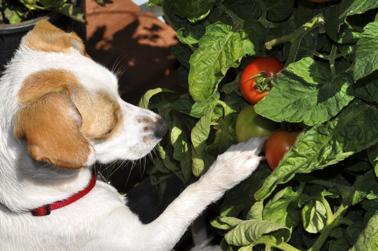 Dog and tomato plant