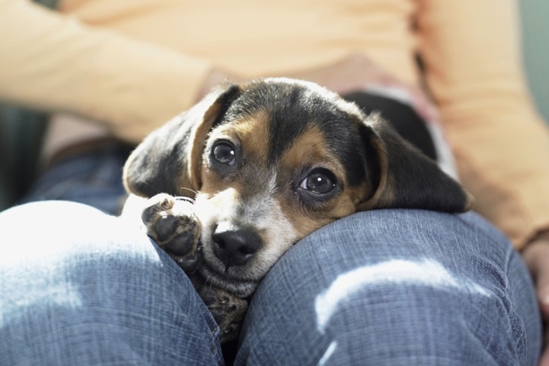 A small dog on a person