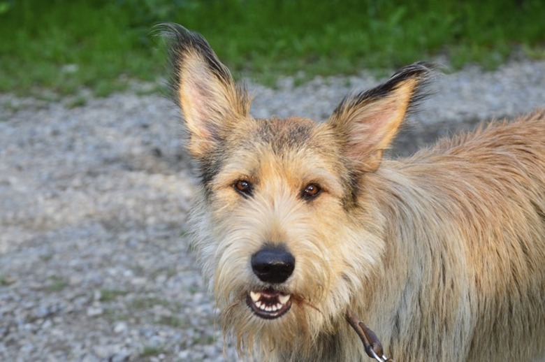 Closeup of a brown dog