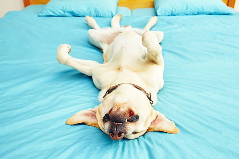 Dog sleeps with legs straight out best sale