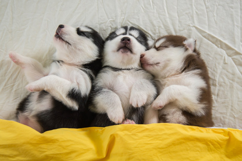 three husky puppies sleeping together