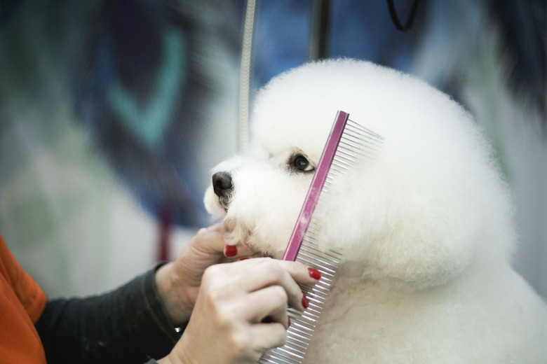 Bichon frise having a hair cut in grooming salon