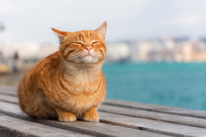 Orange striped cat lying on the roof