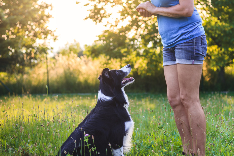 Dog waiting for pet treat after obedience training