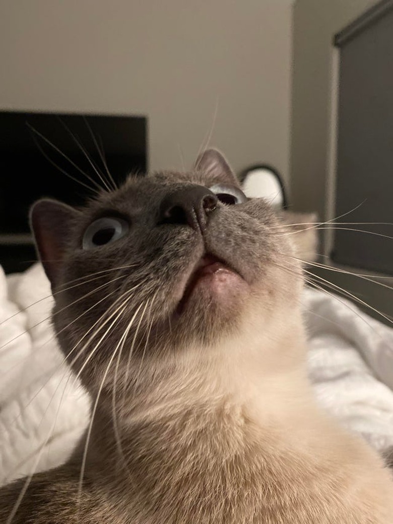 Cat looking at ceiling.