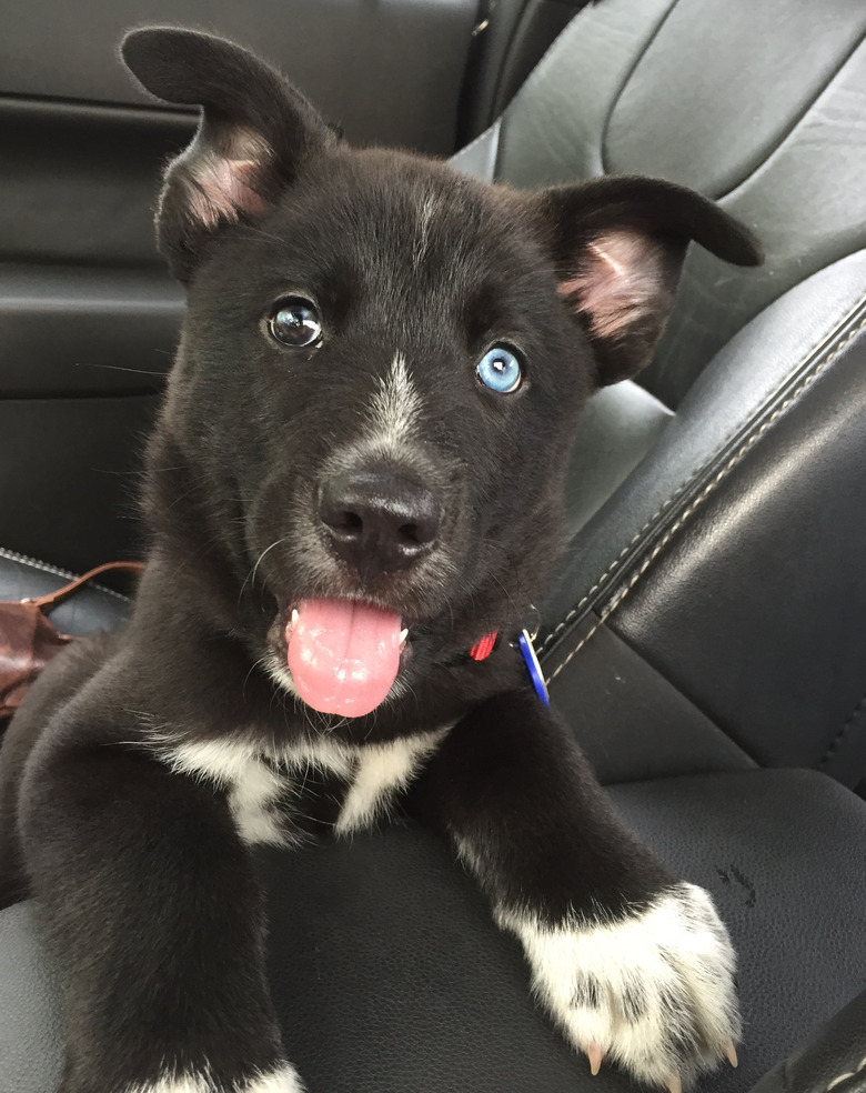 Puppy with two different color eyes in car