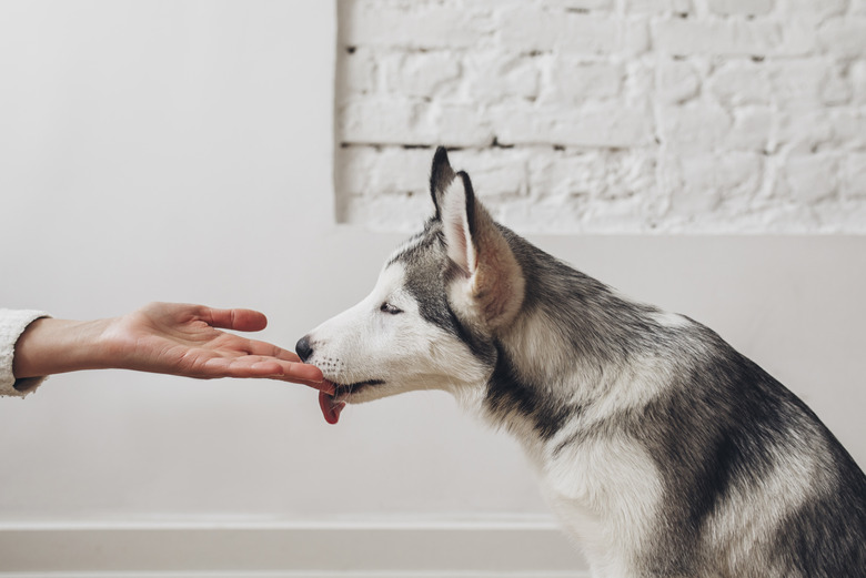 husky dog licking person