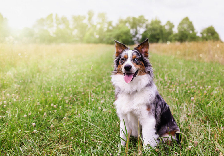 Happy Malchi the Australian Shepherd Dog in a Field