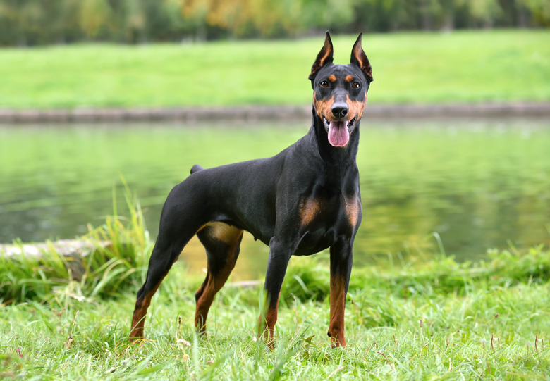 Beautiful tan-and-black German Pinscher