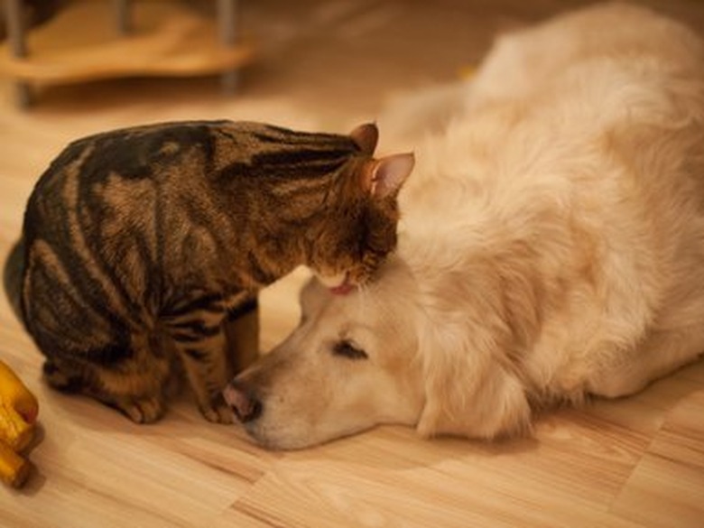 Cat licks dog laying on hardwood floor