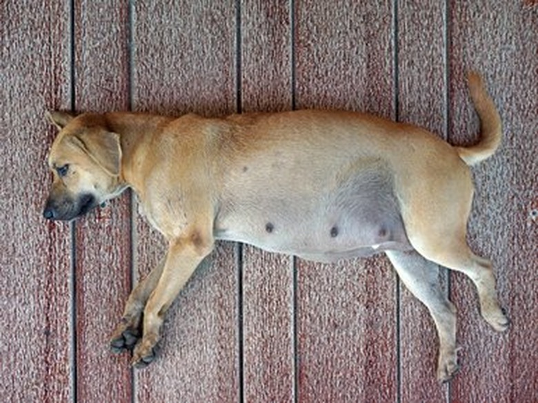 pregnant dog sleeping on floor