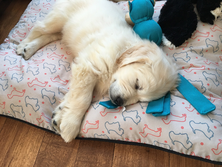 Golden Retriever puppy sleeping