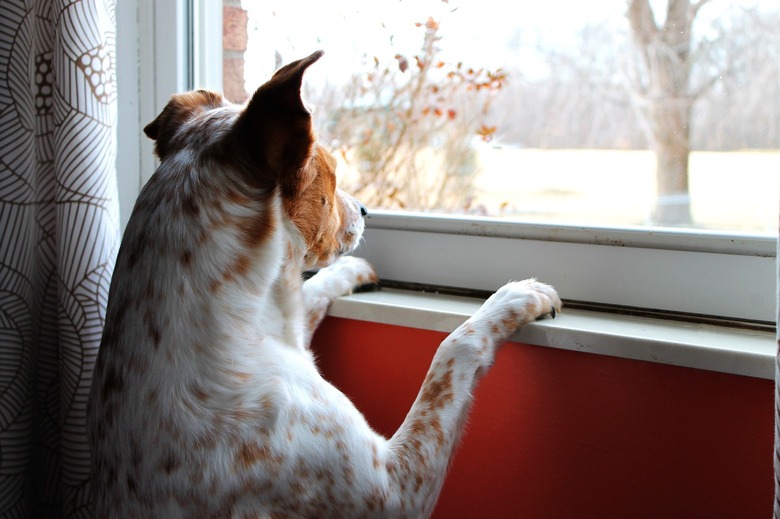 dog looking out the window with paws up